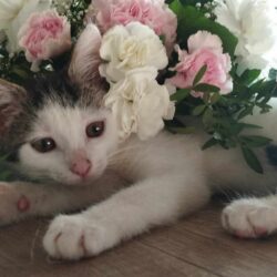 biało-czarna kotka w kwiatach