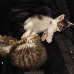 dwa małe kotki leżą razem
