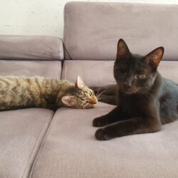 czarny i bury kot odpoczywają na szarej kanapie