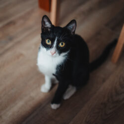 czarno-biały kot siedzi na podłodze