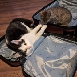 czarno biały kot leży w otwartej walizce