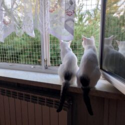 Bunia i Gwiazdeczka białe kotki siedzą na parapecie